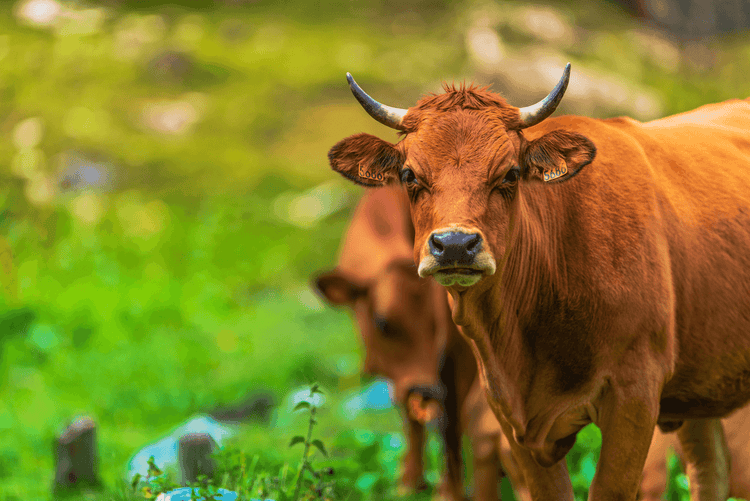 Ruminants