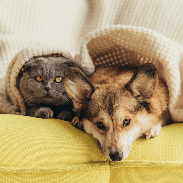 Dogs & Cats