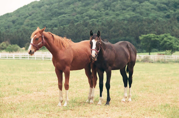 Equine