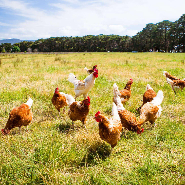 Poultry