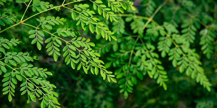 Enhance Your Horse's Joint Health with Moringa Supplements